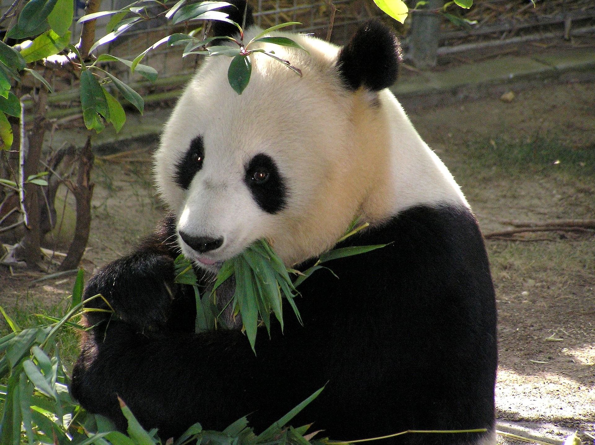 Getting Started with Pandas in Python